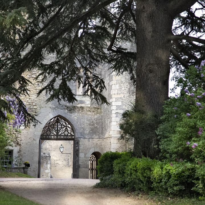 Arbre cedre centenaire entree montresor