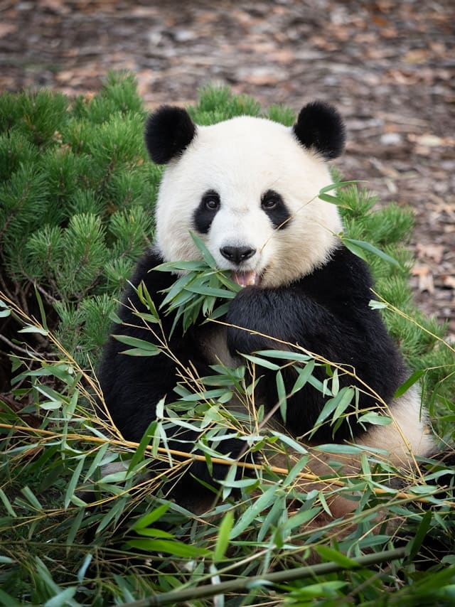 Panda mange bamboo beauval tourraine