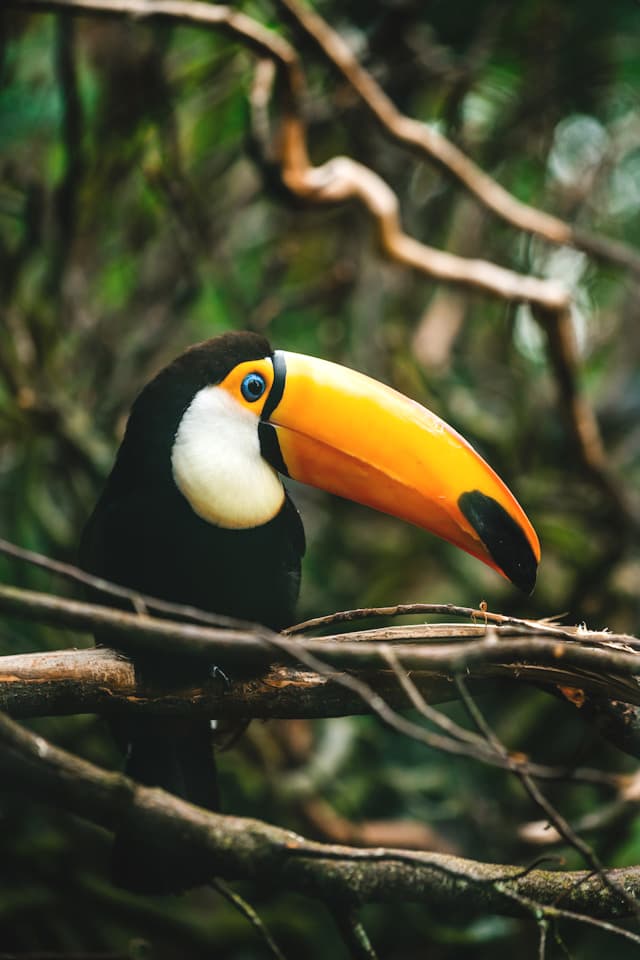 Toucan sur branche arbre